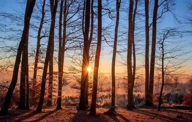 bomen met opkomende zon